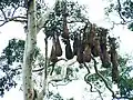 کلونی آشیانه‌های سیاره پریان (Montezuma Oropendola)