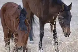 یک کره اسب به همراه مادر