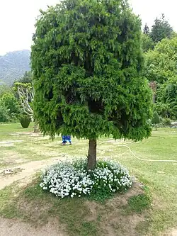 باع پری محل