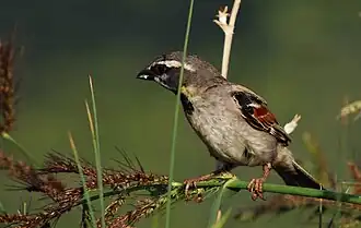 گنجشک رودخانه‌ای نر