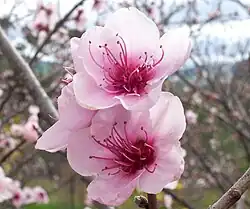 شکوفه‌های هلو