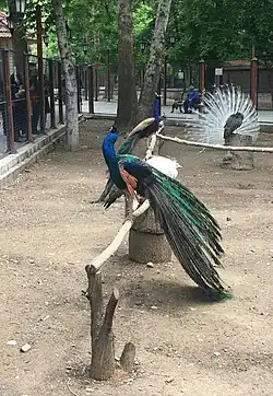 طاووس با پرهای جمعشده