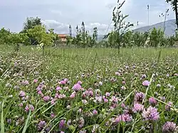 زیبایی های پیچلو 1