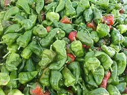 فلفل سبز تند