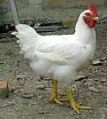 مرغ گوشتی
