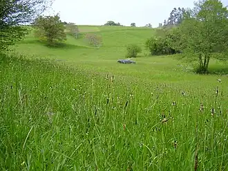 زمینهای سبز در بالدالیگا (Valdáliga)