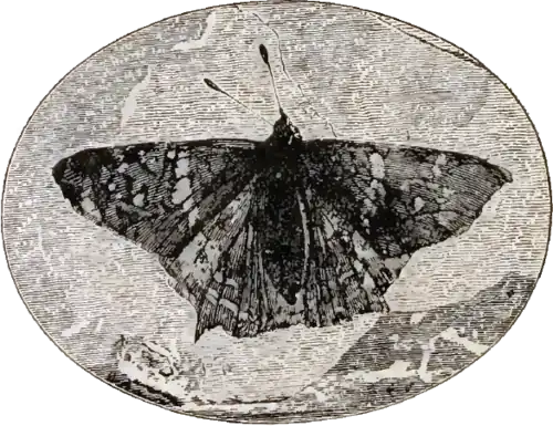 پردریاس پرسفون (Prodryas persephone)، یک پروانهٔ پریابونین از بسترهای فسیلی فلوریسانت، تصویرکَنی ۱۸۸۷