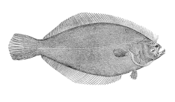 حلوای ماسه‌ای ارام،  Psettichthys melanostictus