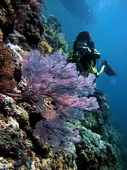 Photo of coral reefs in the park.