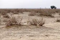 عکس از کاشت درخت مقاوم گز در بیابان که بیشتر به منظور کویر زدایی صورت میگیرد