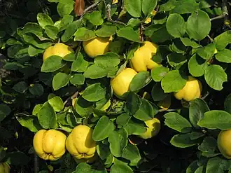 میوه‌ها روی درخت
