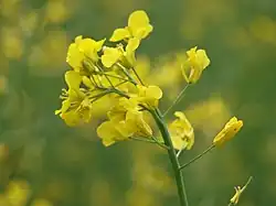 کلزا