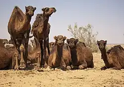 استراحت شترها در پارک ملی کویر