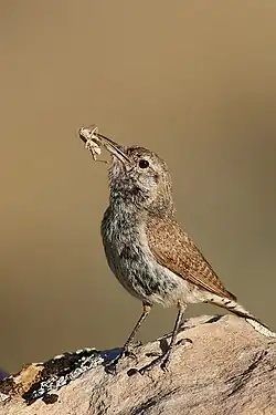 الیکایی صخرهای