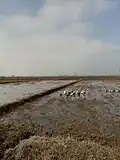 مزارع صحنه سرا در پاییز