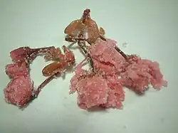 ساکورای نمکزده