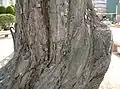 پوستهٔ تنهٔ بید مجنون