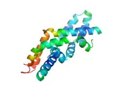 مولکول دوتایی ساپوزین C در ترکیب باز (پی‌دی‌بی 2QYP).