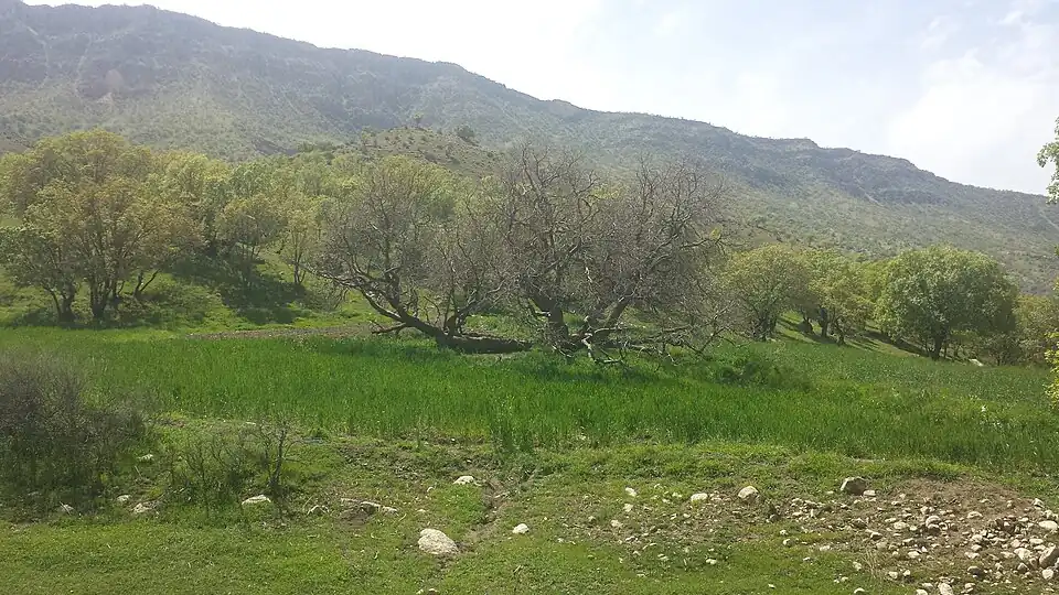 عکس درخت کهنسال توت. این عکس در تاریخ ۱۲ فروردین ۱۳۹۴ گرفته شده‌است
