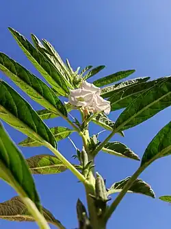 گل و کپسول دانه گیاه کنجد