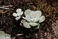 Sedum spathulifolium یک گیاه علفی و چند ساله کبود است.