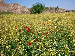 کشتزار کلزا در کلاله، ایران