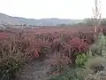 مزارع زرشک شاخن