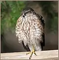 نابالغ (گروه نمادین)
