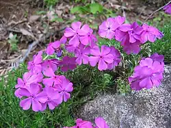 phlox subulata