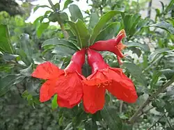 شکوفهٔ انار