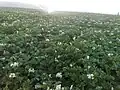 بوته سیب‌زمینی از محصولات شهر