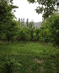 یک باغ در سیرچ