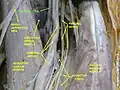 سیاهرگ فورال