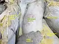 آئورت بالارو