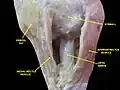 عضله بیرونی چشم اعصاب اوربیت. تشریح عمیق.