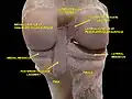 مفصل زانو. کالبد شکافی عمیق. نمایش خلفی