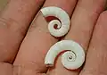 Spirula spirula, Mission Beach, National Park, کوئینزلند, 2002