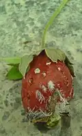 بیماری قارچی در توت‌فرنگی