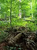 Forest in Stuzica