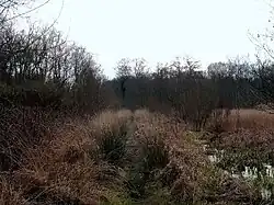 Vague straight track through boggy brush-covered ground.
