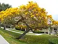 Caraiba"Tabebuia aurea"
