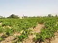 باغات رو به ویرانی
