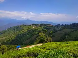 Tea estate in Darjeeling