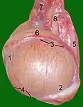 بیضۀ یک گربه: 1: Extremitas capitata, 2: Extremitas caudata, 3: Margo epididymalis, 4: Margo liber, 5: Mesorchium, ۶: اپیدیدیم،  7: testicular artery and vene, 8: Ductus deferens