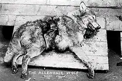 تصویری سیاه و سفید از گرگی مرده با نوشته "allendrade wolf" در گوشه.