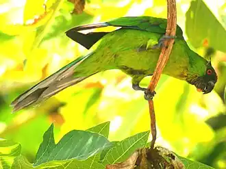 The Uvea Parakeet is بوم‌زادی to Ouvéa Island