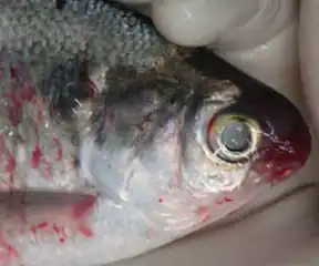 بیماری خون‌ریزی پوزه.