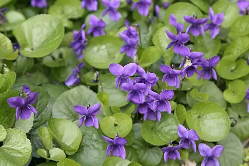 Sweet violet  flowers.