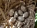 چنگر نوک‌سرخ (Gallinula chloropus)، دسته‌تخم کوچک