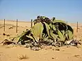 بزرگترین ویلوچیایی که تا به‌حال یافت شده‌است ۱٫۴ طول و ۴ متر عرض دارد و به نام ویلوچیای بزرگ معروف است.